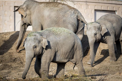 View of elephant on field