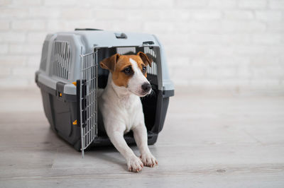 Portrait of puppy sitting on floor