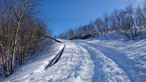 Snow covered bare trees against sky