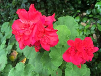 Close-up of red flowers blooming outdoors