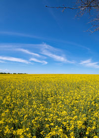 Scenic view of oilseed rape field against sky