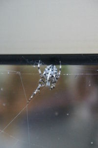 Close-up of spider on web