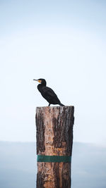 Bird perching on wooden post