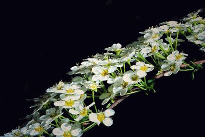 Close-up of flowers against black background