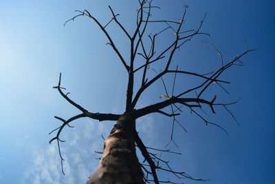 Low angle view of bare tree against blue sky