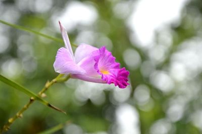 Close-up of flower blooming outdoors