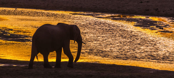 View of elephant in sunlight