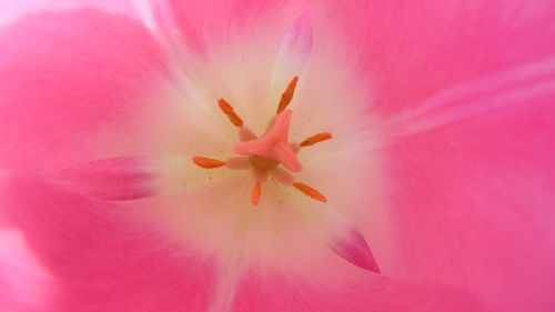 Full frame shot of pink flower