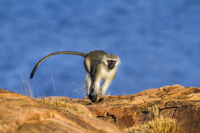 Squirrel on rock