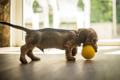 Close-up of dog playing with toy