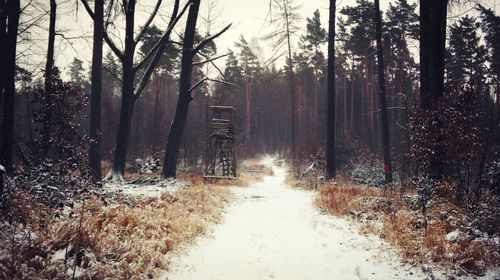 Road amidst trees in forest during winter