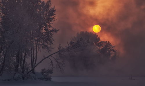 Snow covered trees with sun in background