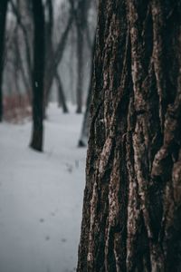 Close-up of tree trunk in winter