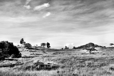 Trees on landscape against sky