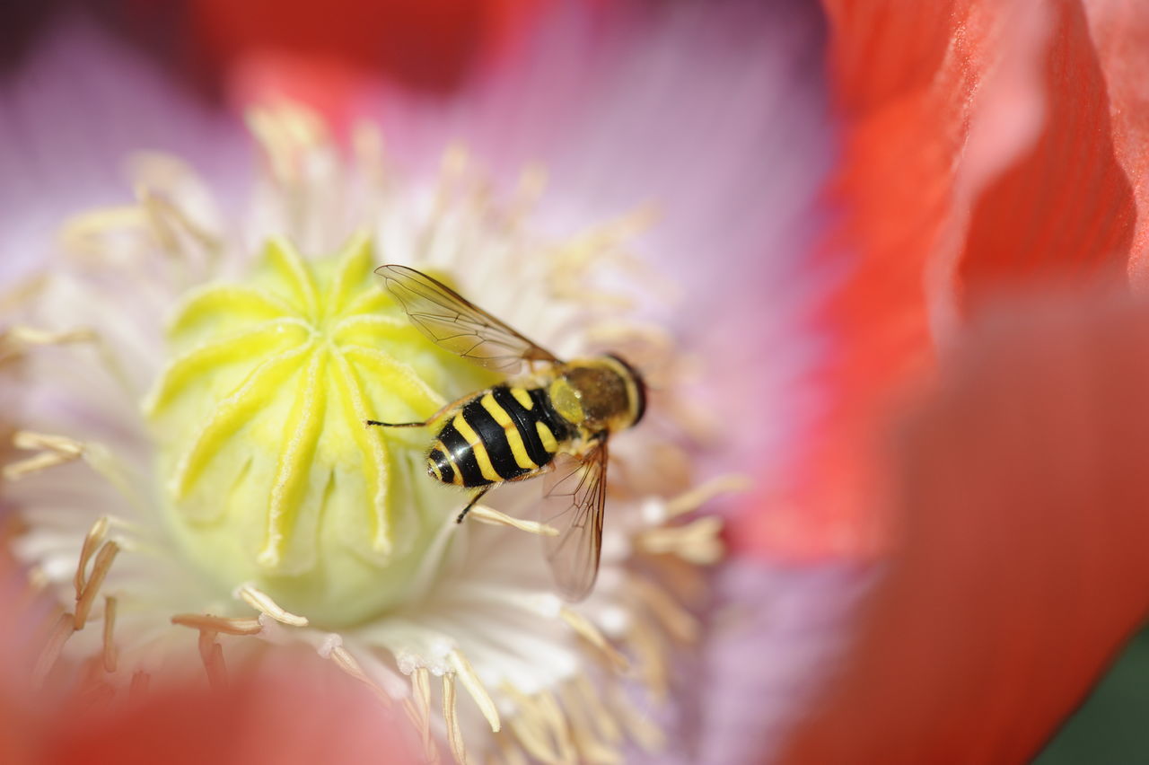 Schwebfliege auf Mohnblüte