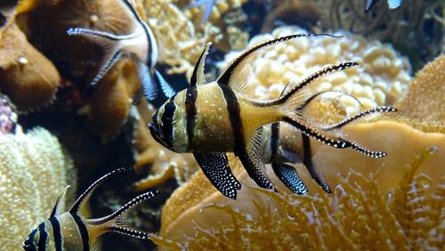 Close-up of fish swimming in sea