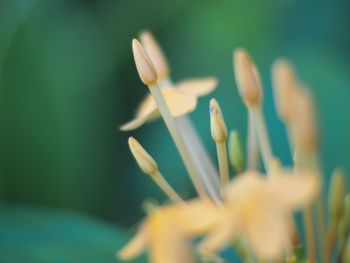 Close-up of flowering plant