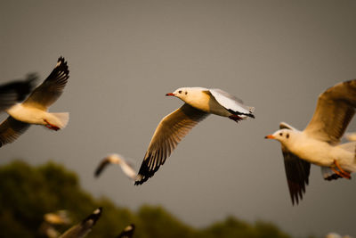 Low angle view of birds flying