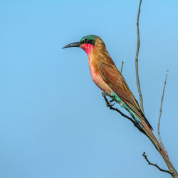 Low angle view of bird perching on branch against sky