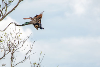 Low angle view of peacock bird flying against sky