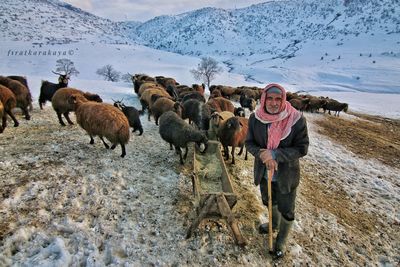 Portrait of shepherd with sheep on snowcapped mountain