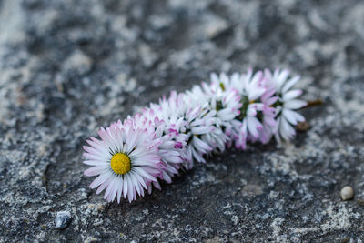 Close-up of purple flowers