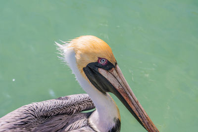 Close-up of pelican