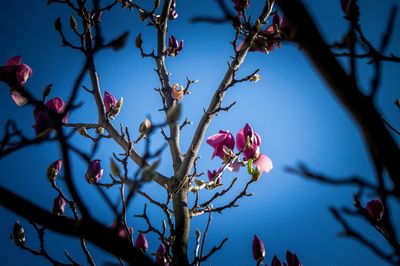 Low angle view of flowers blooming on tree