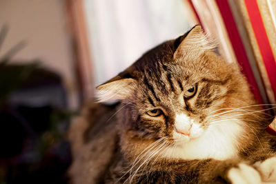 Close-up of cat looking away