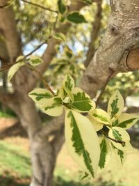 Close-up of leaves on tree