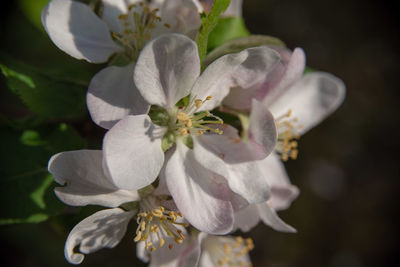 Close-up of white flowering plant