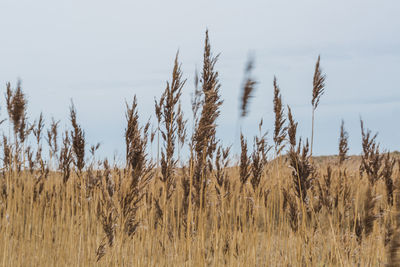 Close-up of stalks in field against sky