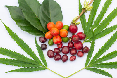 Close-up of fresh fruits on plant against white background