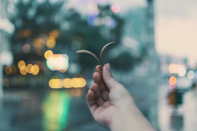 Cropped hand holding leaf