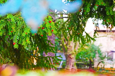 Plants growing on tree