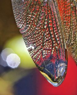 Close-up of tomatoes hanging in plate