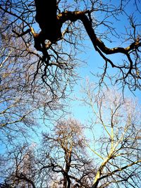 Low angle view of bare tree against sky