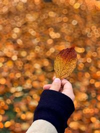 Hand holding leaf in autumn