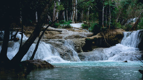 Scenic view of waterfall in forest