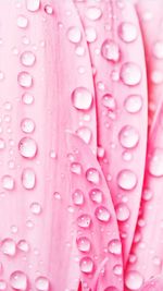 Full frame shot of water drops on pink petals