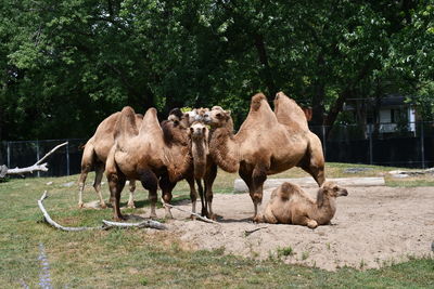 Posing camels