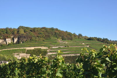 Scenic view of vineyard against clear sky