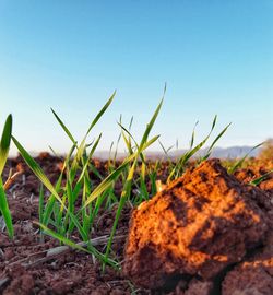 Close-up of fresh plants on field against clear sky