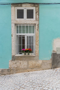 Potted plant on window of building