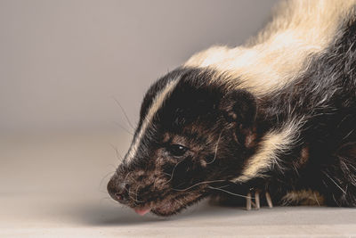 Close-up of a skunk stick out tongue