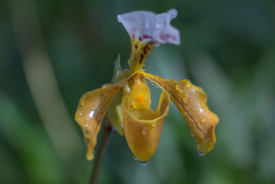 Close-up of wet yellow rose blooming outdoors