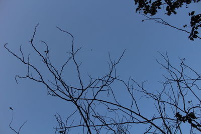 Low angle view of bare tree against clear blue sky