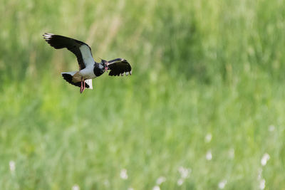 Bird flying over grass