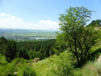 Scenic view of forest against sky