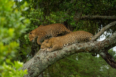 Leopard walks past another lying on branch